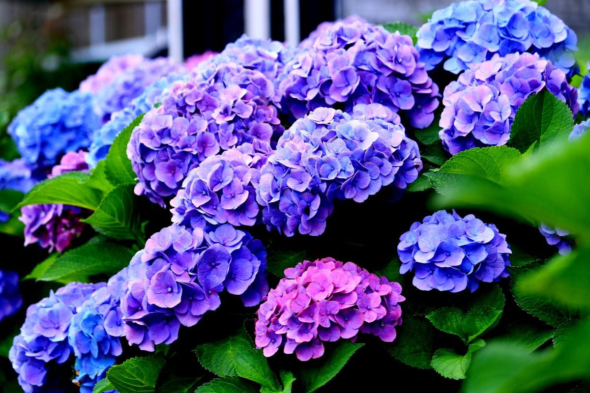 hortensia en fleur