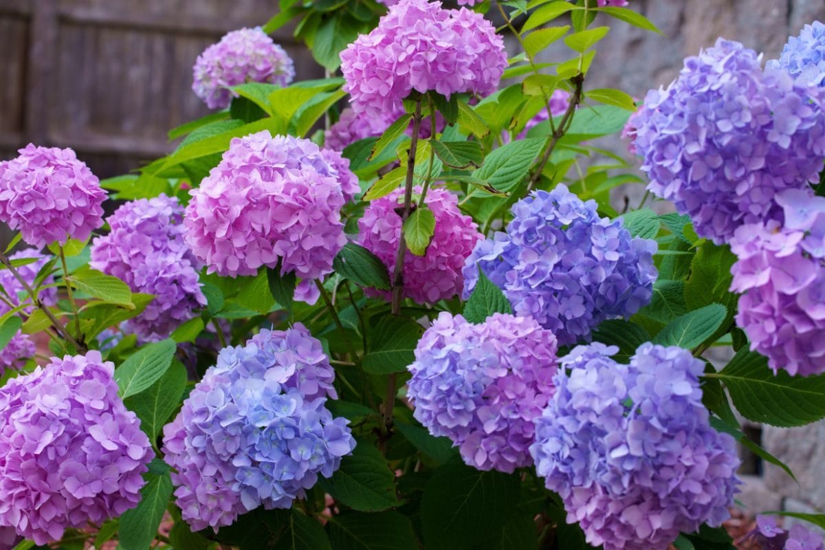 Choisir le bon engrais pour des hortensias en pleine santé