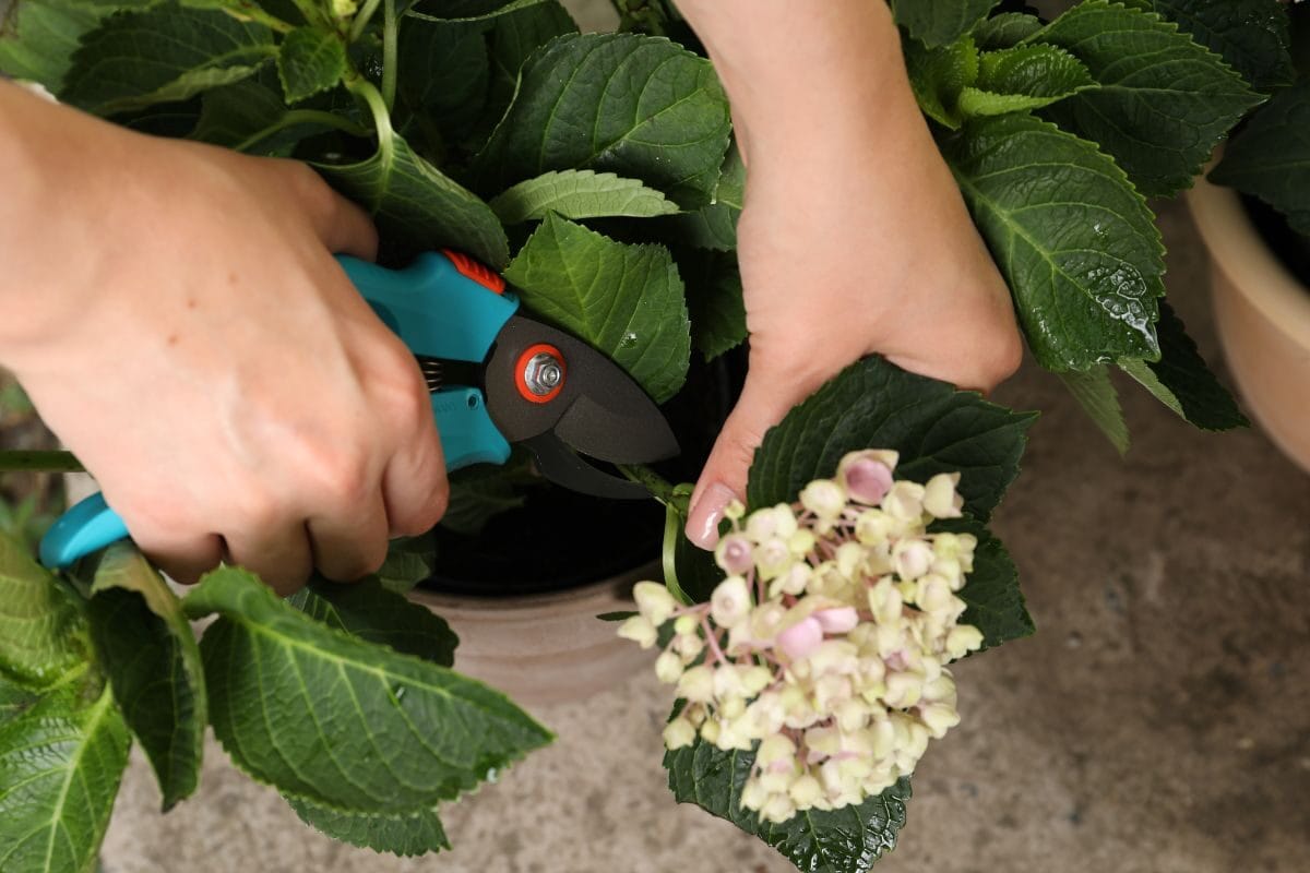 Les secrets pour une taille efficace de vos hortensias en mai