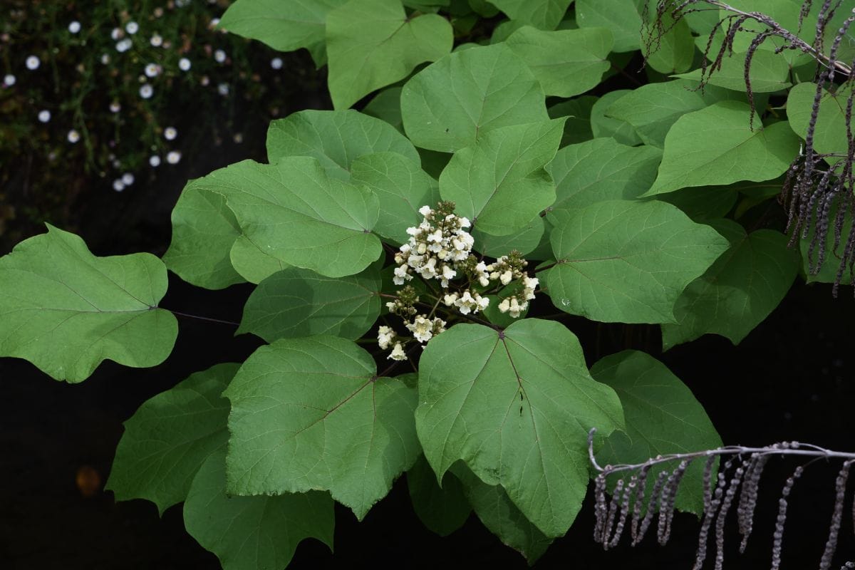 feuilles du catalpa