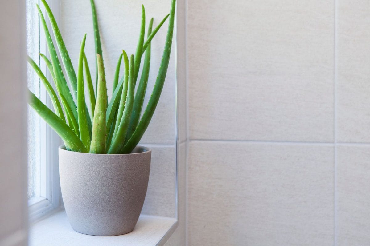 aloe vera salle de bain