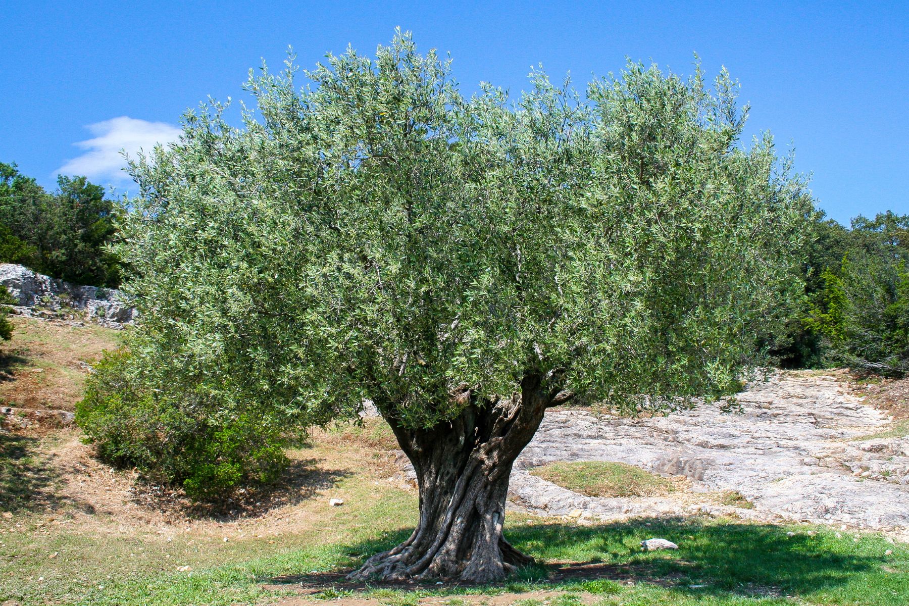 Quand et comment tailler son olivier : guide complet pour une taille réussie