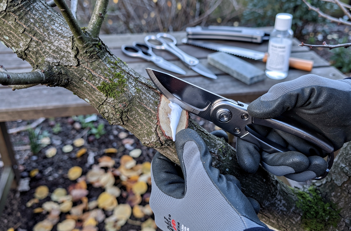 La taille du platane mûrier doit être réalisée au bon moment, idéalement entre novembre et février, lors de journées sèches et sans gel. Cette fenêtre favorise une bonne cicatrisation et limite les risques d’infection. Tailler un mûrier platane hors de cette période expose à des plaies mal refermées, des infections fongiques et à un affaiblissement général de l’arbre. 